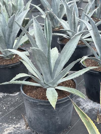 Troy's Tropics - Agave Blue 15G