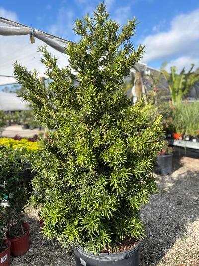 Podocarpus Meta Green 25G