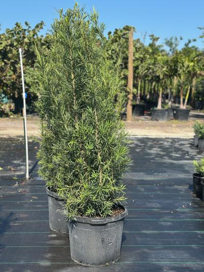 wie viel wächst thuja pro jahr Abendländischer Lebensbaum Thuja occidentalis Brabant 175-200 cm Höhe main image 0